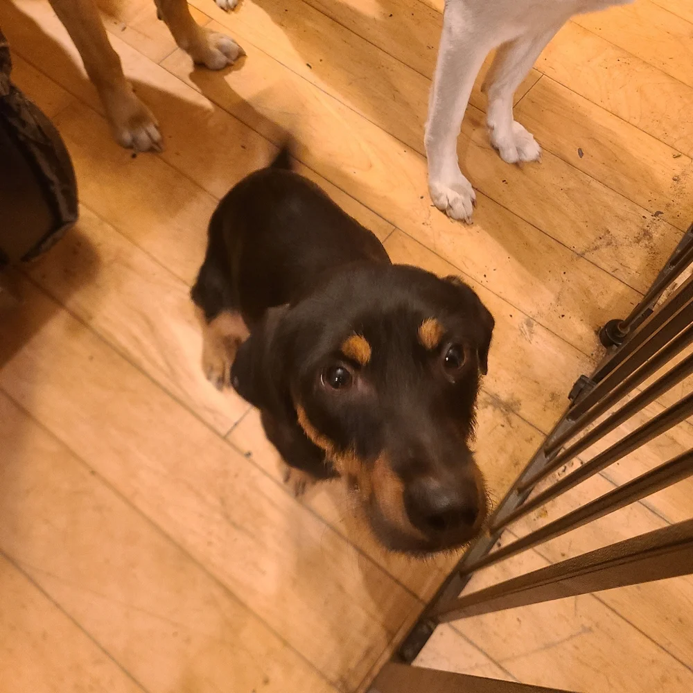 Just pictures of the dogs